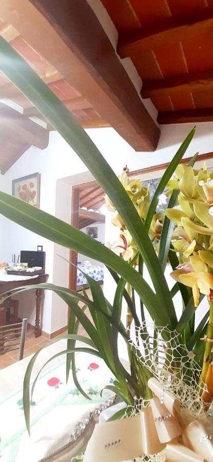 Mansarda Degli Ulivi Apartment Rigomagno Bagian luar foto